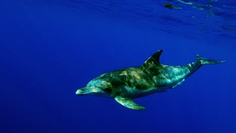 hermoso delfín nariz de botella nadando cerca de la superficie del agua - plano medio