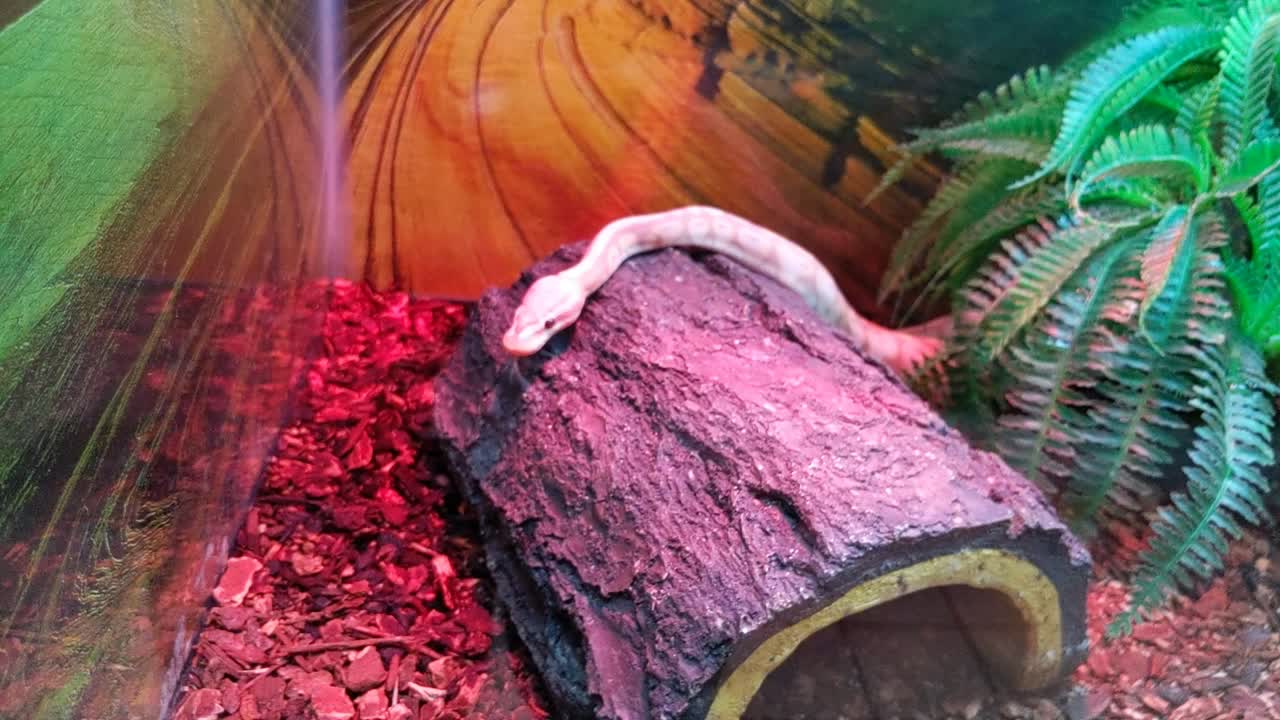 маленький удав ползет по мертвому дереву и щелкает языком