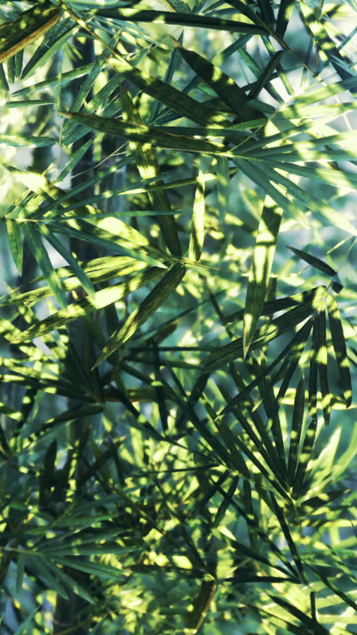 Lush green bamboo forest with sunlight filtering through leaves in daytime