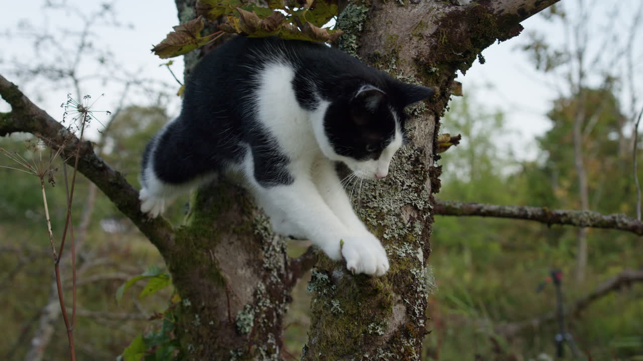 Domestic pet cat climbing tree outside in forest