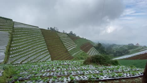 Blick-Auf-Lauchfelder-An-Den-Hängen-Des-Mount-Sumbing,-Indonesien