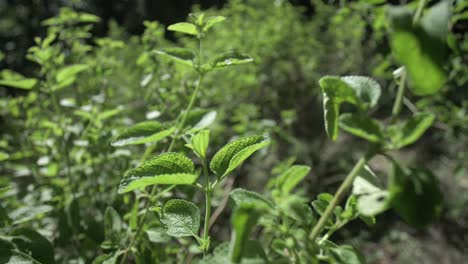 Oregano-plant-closeup-in-a-garden---Slow-motion