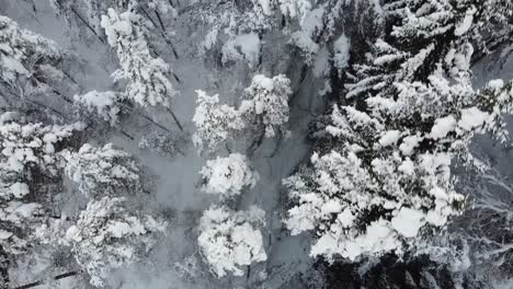 Espectacular-Vista-De-Arriba-Hacia-Abajo-De-Los-Bosques-De-Pinos-Congelados---Antena-Stamnes-Vaksdal-Noruega