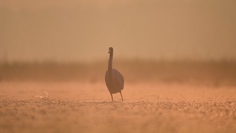 Gran-Garceta-Pescando-Al-Amanecer