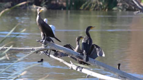 Cormoranes-De-Doble-Cresta-Posados-En-La-Rama-De-Un-árbol