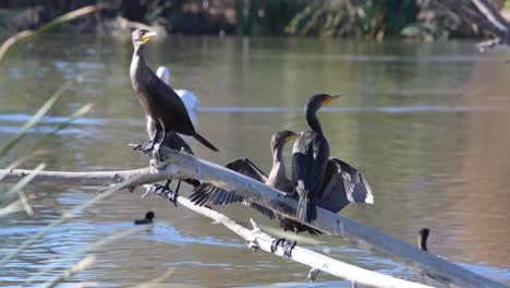 cormoranes de doble cresta posados en la rama de un árbol