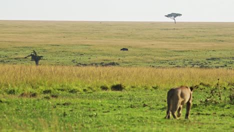 Erstaunlich-Schöne-Afrikanische-Tierwelt-Im-Masai-Mara-Nationalreservat-Mit-Darstellung-Einer-Löwin,-Die-über-Die-Savanne-Wacht,-Savanne-Mit-Tief-Stehender-Sonne,-Kenia,-Afrika-Safaritiere