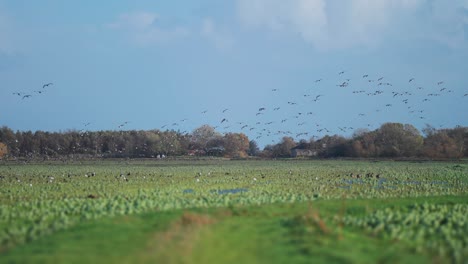 a huge flock of migrating wild geese lands on the flooded meadow joining other birds