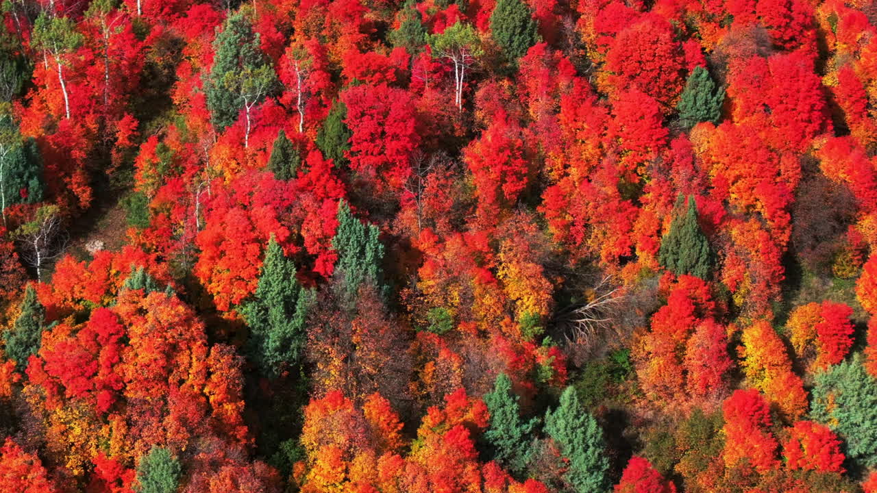영화 드론 항공기 놀라운 가을 따뜻한 다채로운 색 ⁇  팝 빨간 오렌지 노란 녹색 두꺼운 아스펜 나무 그루브 숲 그랜드 타기 패스 아이다호 그랜드 테톤스 국립 공원 풍경 오른쪽 측면 움직임