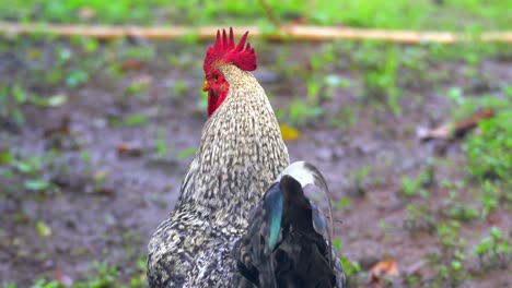 pollo in cerca di combattimento vista ravvicinata