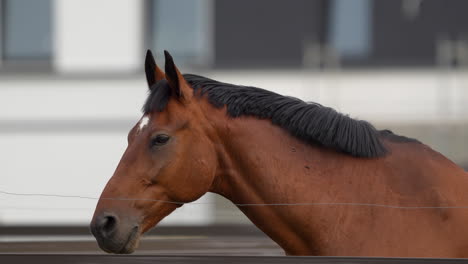 Side-view-of-a-brown-horse-with-a-black-mane,-standing-in-a-paddock-with-its-eyes-closed,-appearing-relaxed