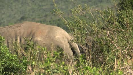 two-white-rhinos-grazing-in-hilly-African-savannah-partly-covered-by-green-bushes,-view-from-behind