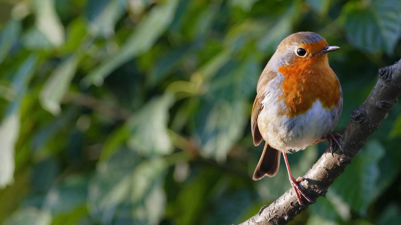 Video ravvicinato di un pettirosso appollaiato su un ramo, ripreso lateralmente