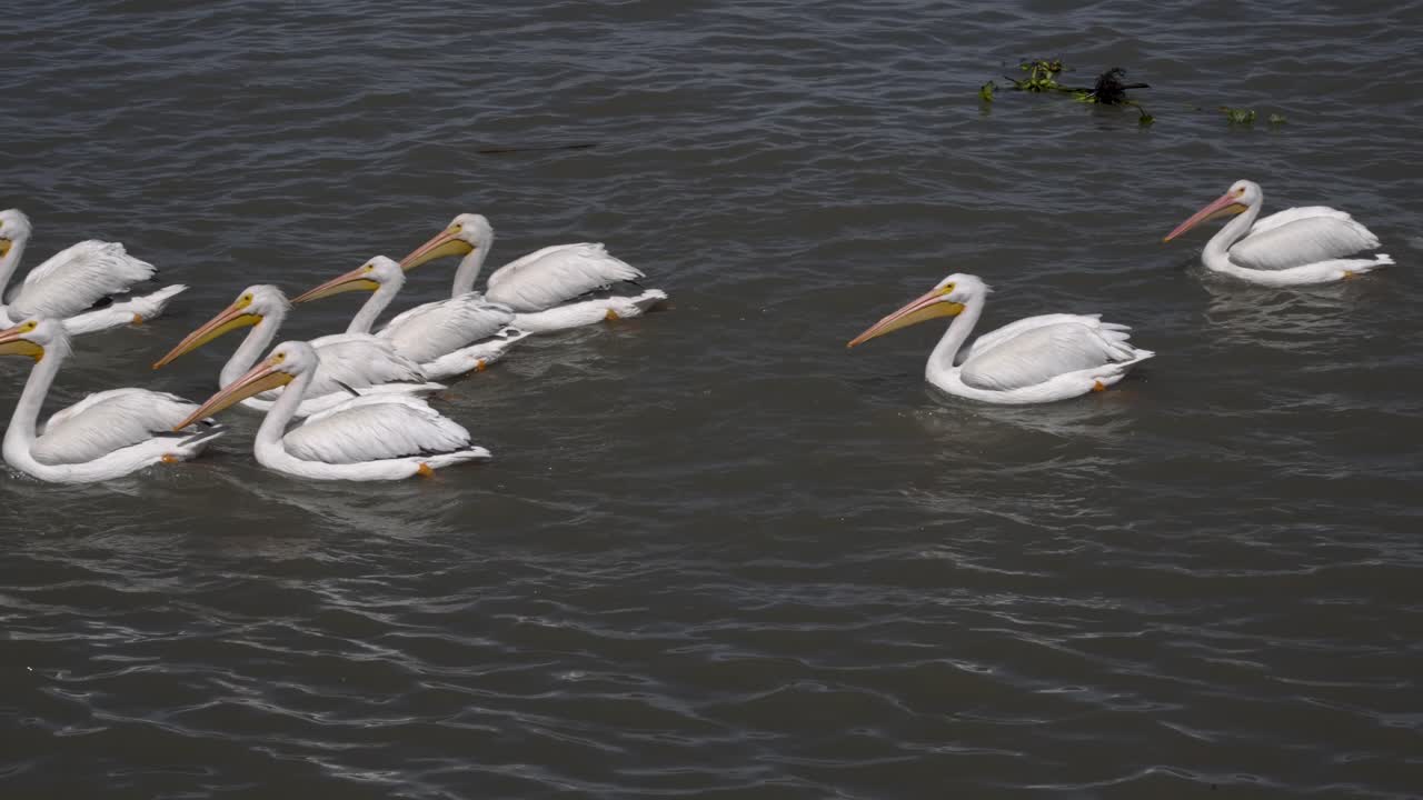 Slow motion pelicans swimming and flying at Petatan, Mexico in the Chapala lake