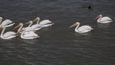 slow motion pelicans swimming and flying at petatan, mexico in the chapala lake