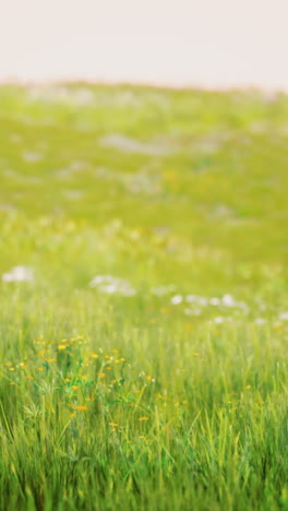 close up of green grass field with yellow flowers