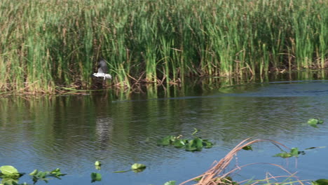 águila-Pescadora-Sumergiéndose-En-El-Agua,-Tratando-De-Atrapar-Un-Pez