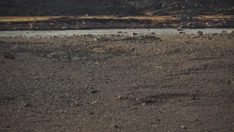 Tundra-rocky-field-with-river-flowing-through