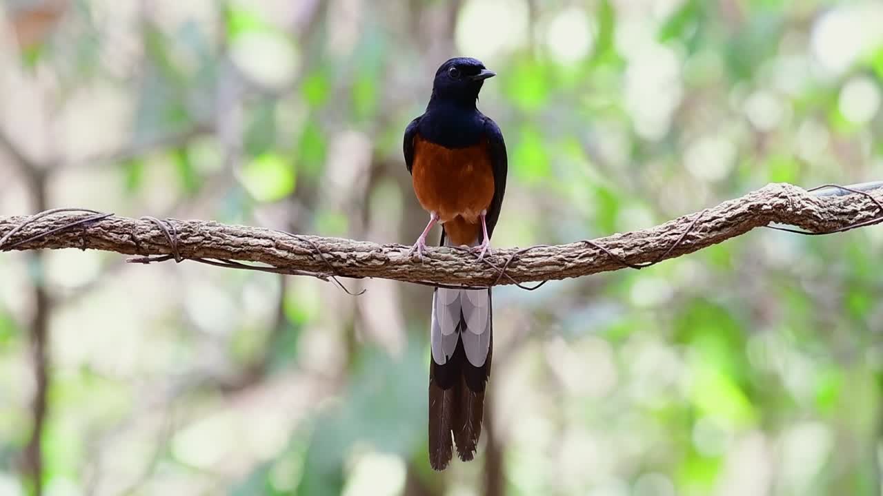 shama de rabadilla blanca encaramado en una vid con fondo bokeo del bosque, copsychus malabaricus, en cámara lenta