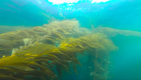 crystal clear view of kelp stringers in la jolla