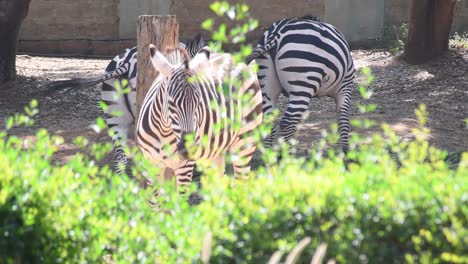 couple of zebra's in a zoological park grazing under a tree