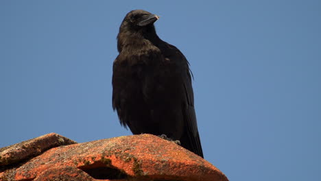 close up static shot of crow perched grooming itself against blue sky