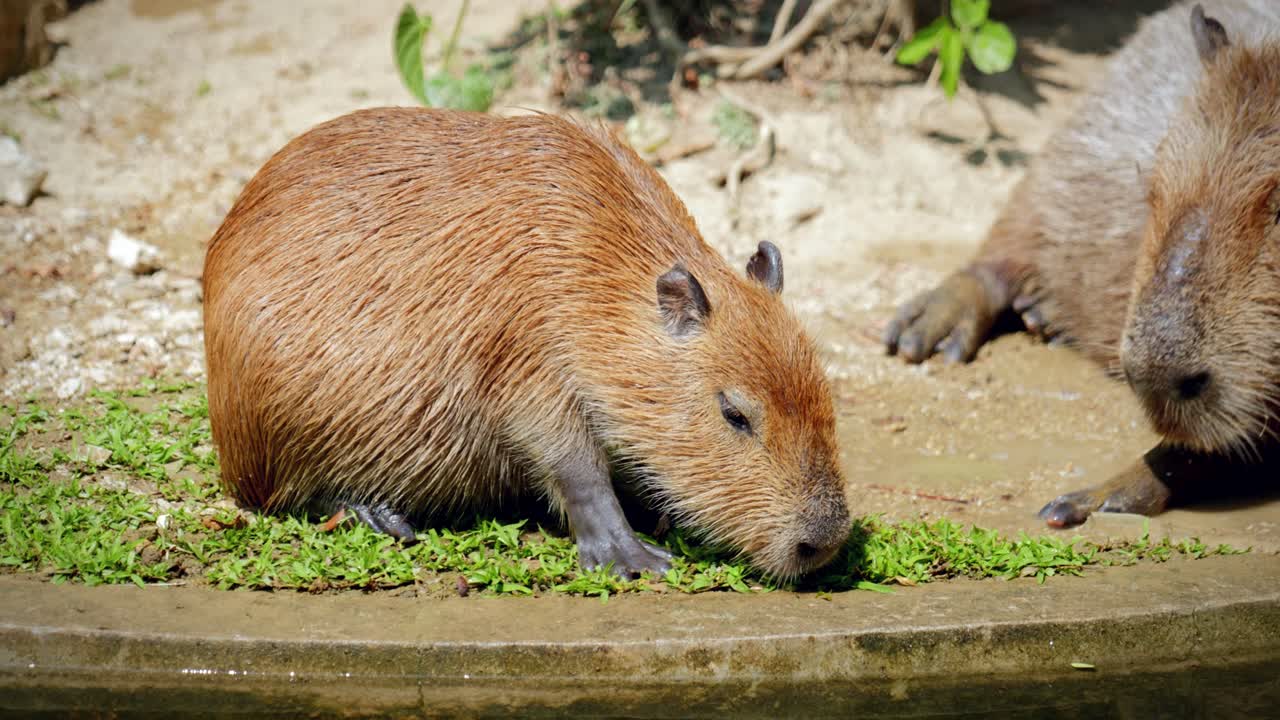 Close-Up of Capybaras in Captivity at the Chiang Mai Zoo in Chiang Mai, Thailand
