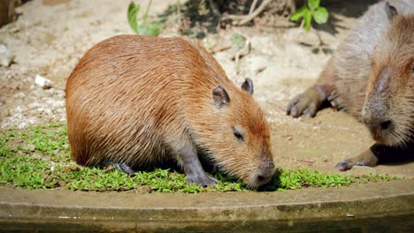 close-up of capybaras in captivity at the chiang mai zoo in chiang mai, thailand