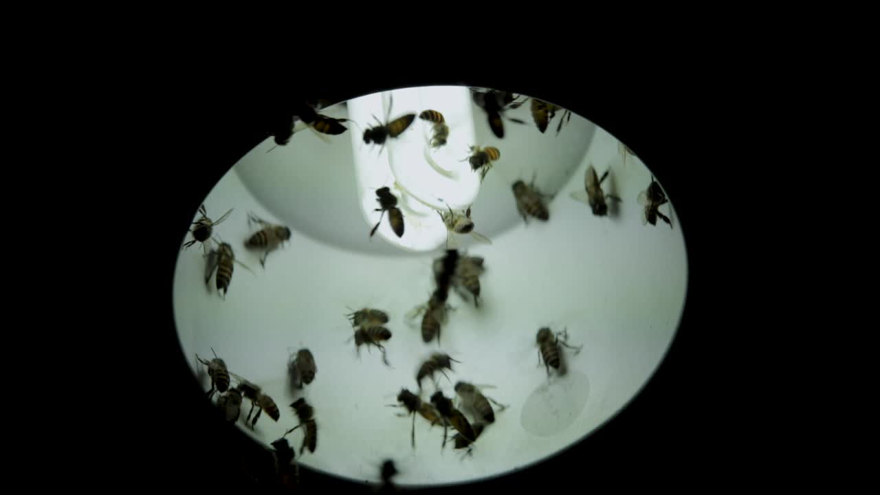 램프에서 밤에 조명에 벌을 가까이