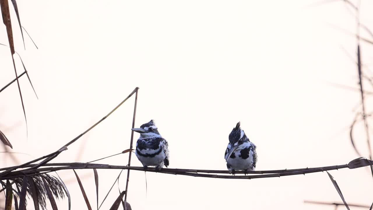 호수 에서 물고기 를 찾고 있는 두 마리 의 피드 킹피셔