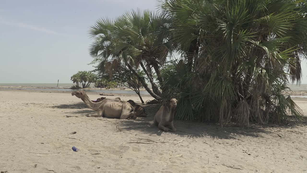 Two dromedaries resting under a tree near Turkana lake
