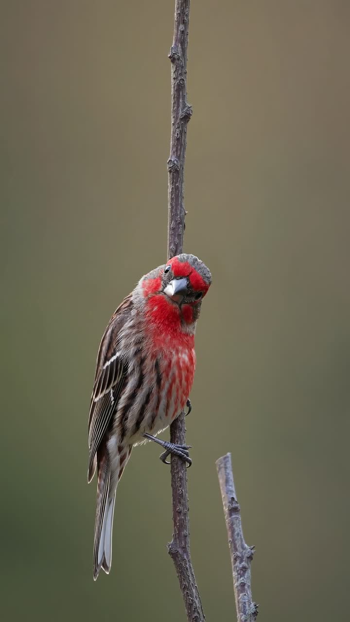 pinzón rojo posado delicadamente en una rama delgada, girando suavemente la cabeza mientras muestra un plumaje vibrante en un entorno forestal natural