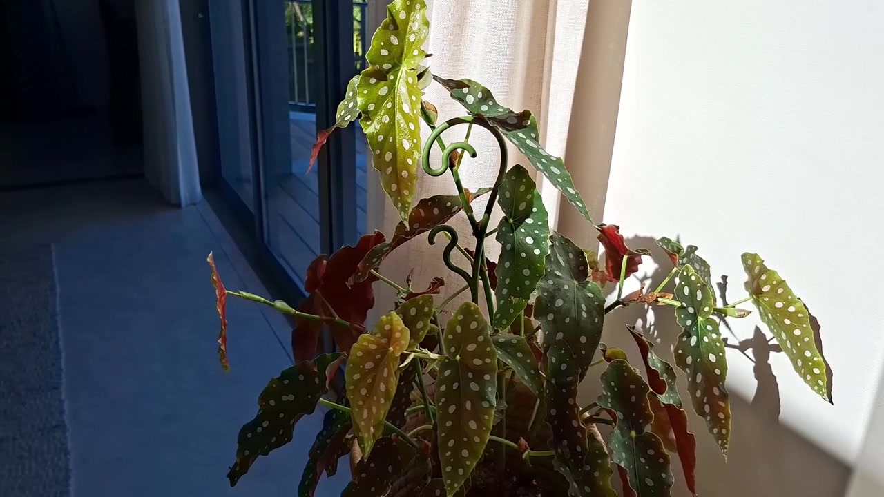 Pianta di Begonia da interno a pois