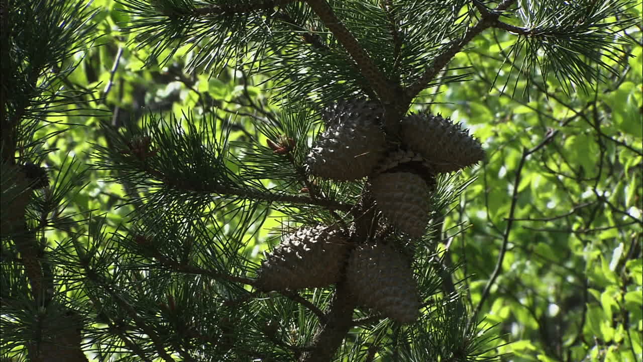 wide shot of pine cones