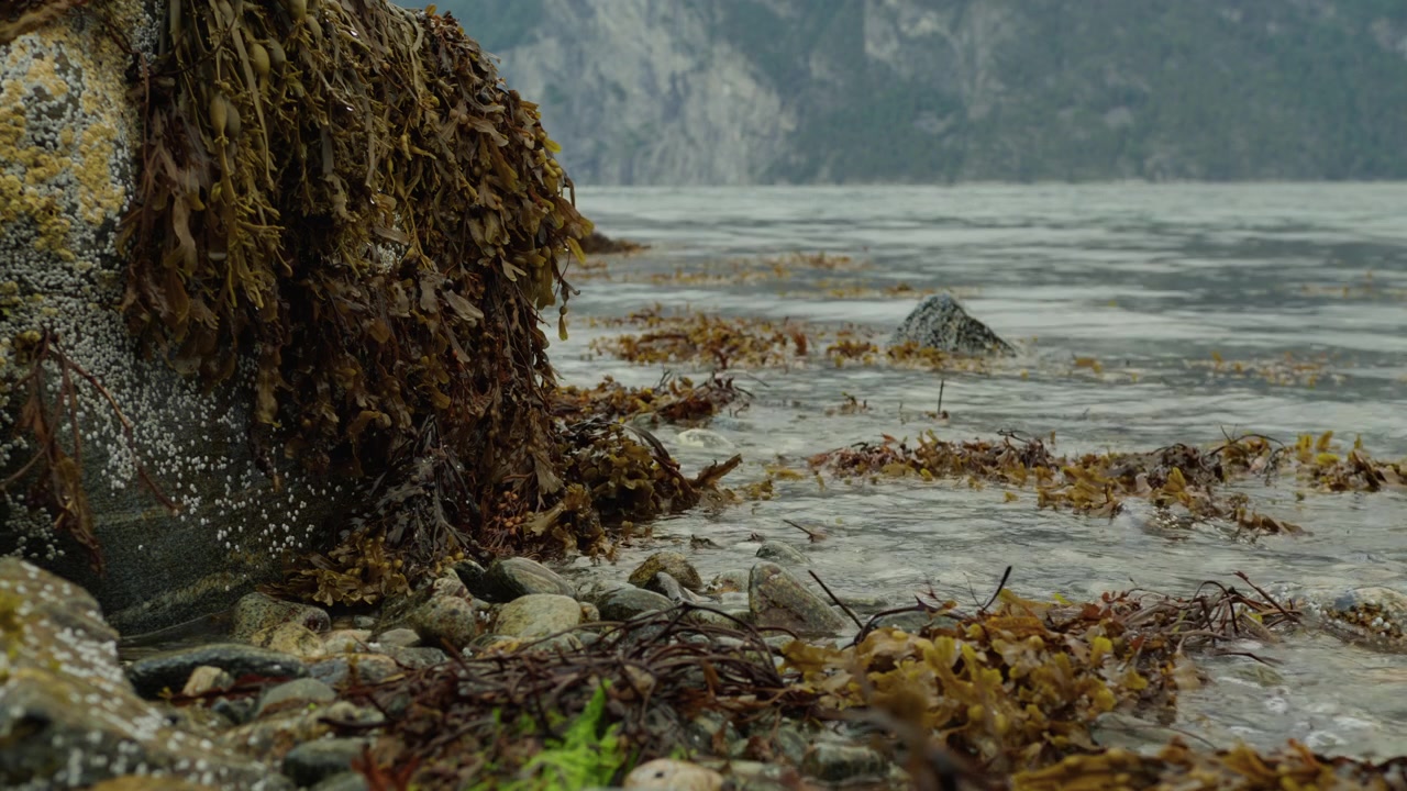 Braune Meeresalgen treiben in flachem Fjordwasser neben einem flechtenbewachsenen Felsen und gemischtem Geröll an einem grauen Tag.
