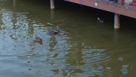 patos en el lago en busca de comida y alimentación naturaleza vida silvestre vista del agua