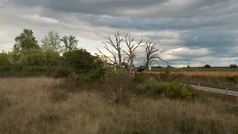 arbol muerto en la naturaleza