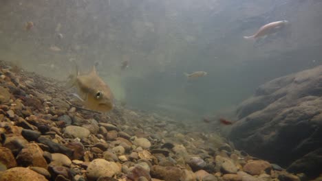 Der-Kaeng-Krachan-Nationalpark-Ist-Die-Heimat-Vieler-Fantastischer-Wildtiere-Und-Die-Bäche-Sind-Eine-Lebensquelle-Für-Frisches-Wasser,-Das-Tiere-Trinken-Und-Fische-Herumschwimmen-Können