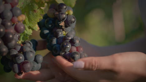 niña del viñedo en el viñedo al atardecer y examina y huele el racimo de uva en cámara lenta