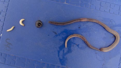 different species of fishing worm bait on top of a blue box