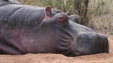 Sleepy-Hippopotamus-Resting-On-The-Ground.-closeup