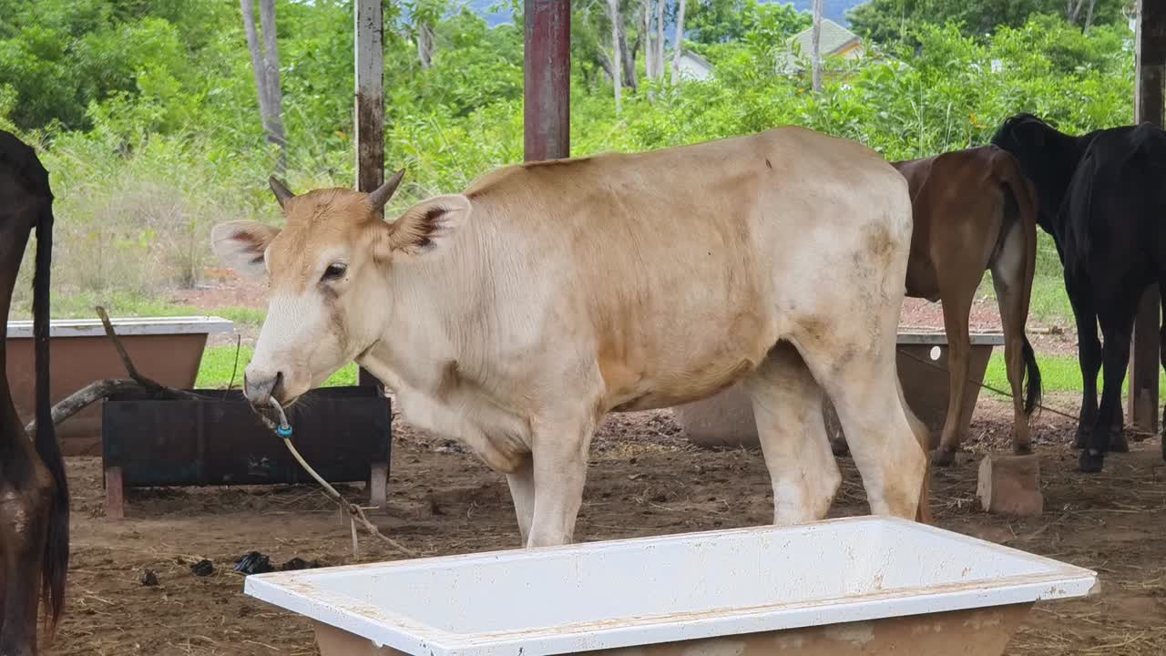시골 창고 에 있는 소 들