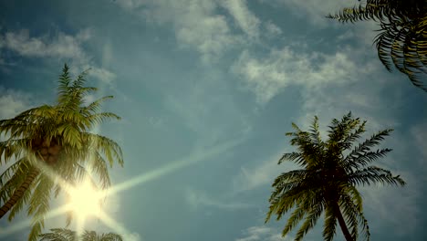 driving through palm tree alley