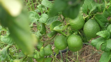 close up shot of unmatured sweet lemon hanged in the tree