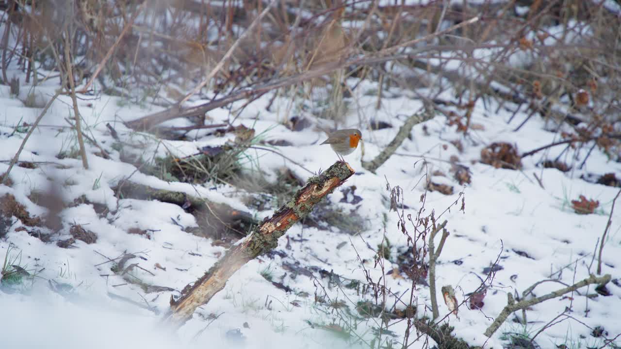 pájaro robin posado en la rama seca del árbol en el bosque de invierno nevado, volando