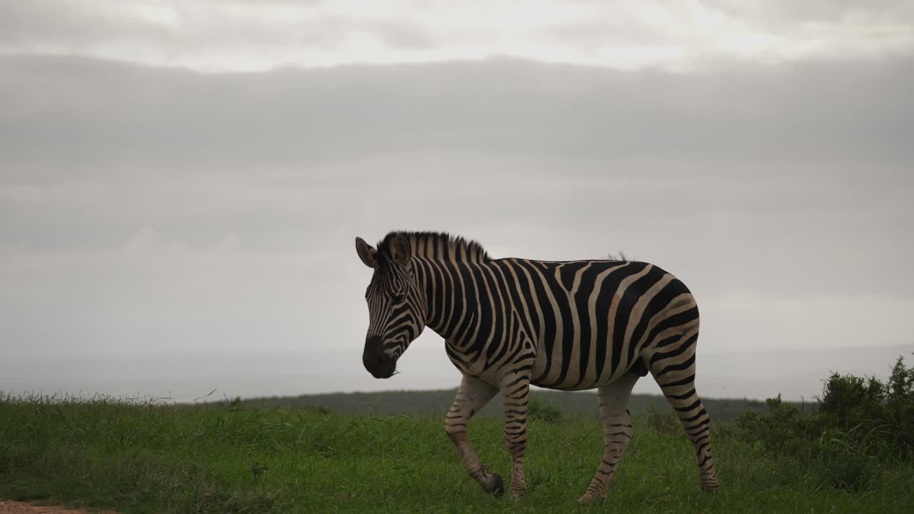 fotografía en cámara lenta de una cebra solitaria pastando en las exuberantes praderas de áfrica en un día nublado