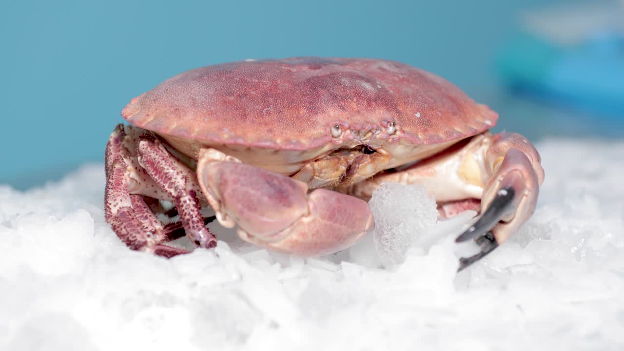 빨간 크래브는 파란색 배경으로 얼음 위에 서 있습니다.