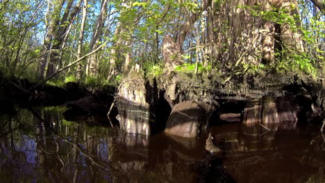 Boat-mounted-forward-trucking-shot-approaches-cypress-knees-with-sunlight-reflecting-off-water-and-casting-ripple-reflections-onto-trees