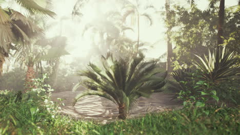 tropical forest scene with sunlight