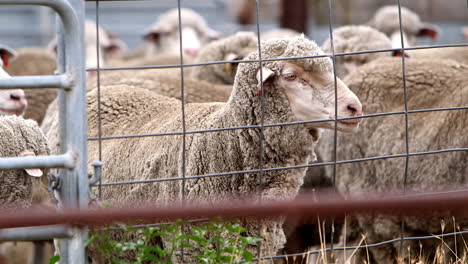 cute, tagged wooly sheep stand behind a fence on farmland